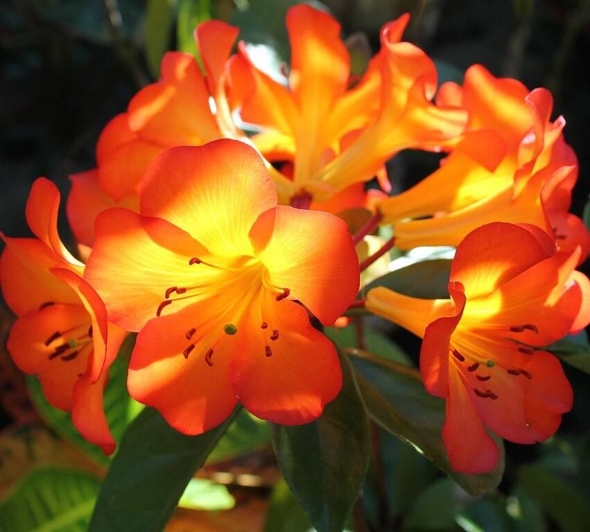 World Class Garden Residence in Kalapana, West Puna