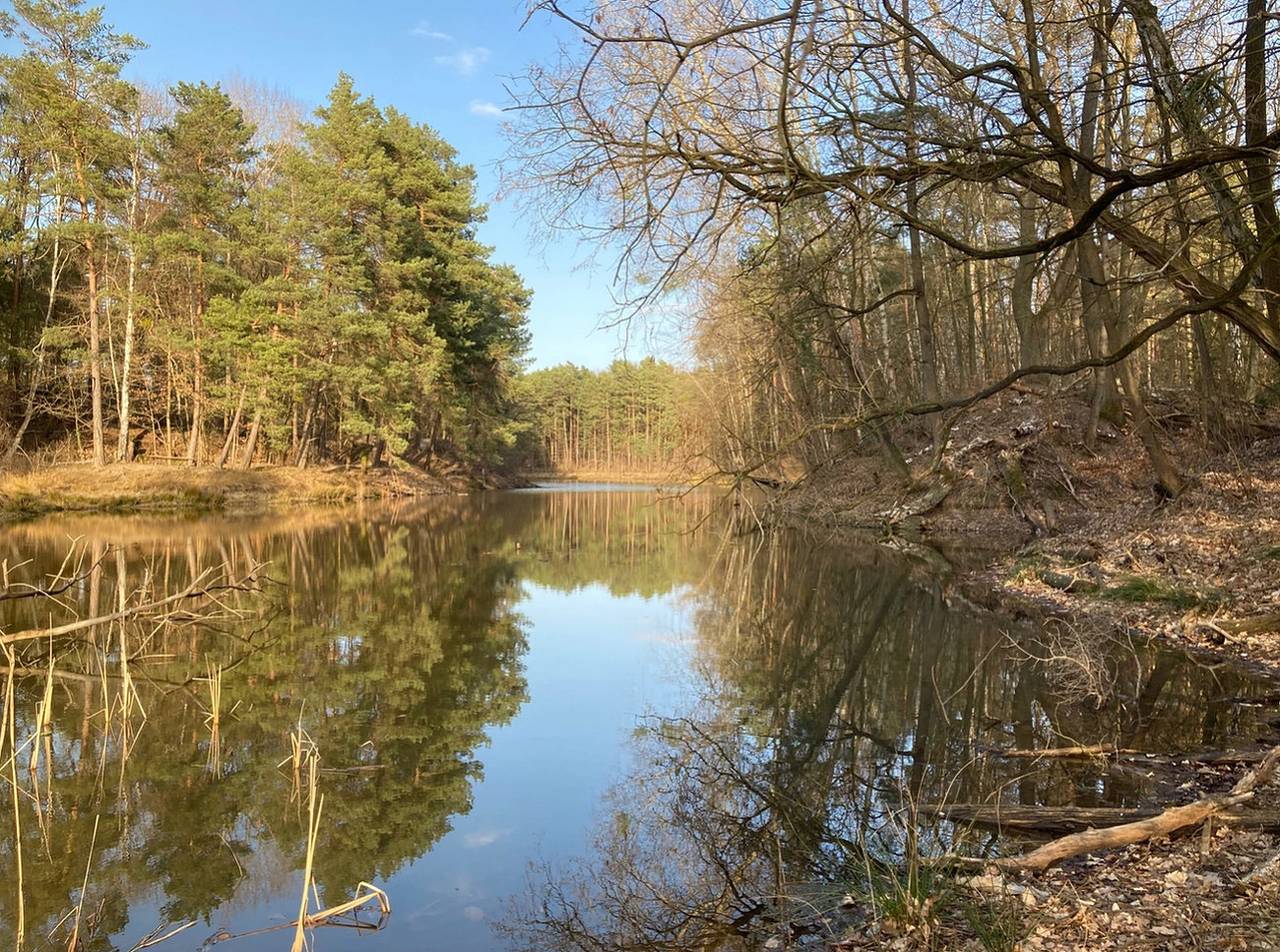 Bungalow im Wald am See - Biberspur in Coswig (Anhalt), Fläming