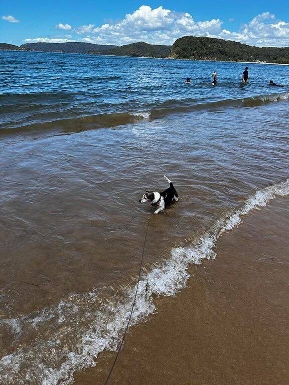 Artnest Getaway Walk to the beach - dog friendly in Ettalong Beach, New South Wales