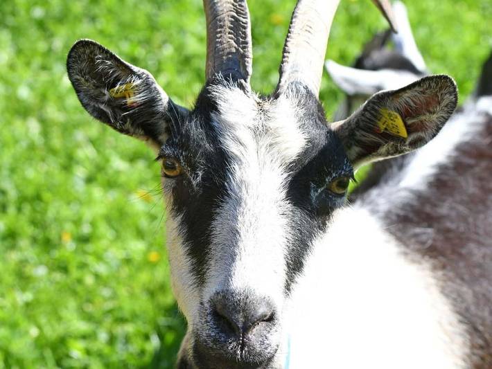 Bauernhaus für 9 Personen, mit Balkon und Ausblick, kinderfreundlich in Vorarlberg - 4