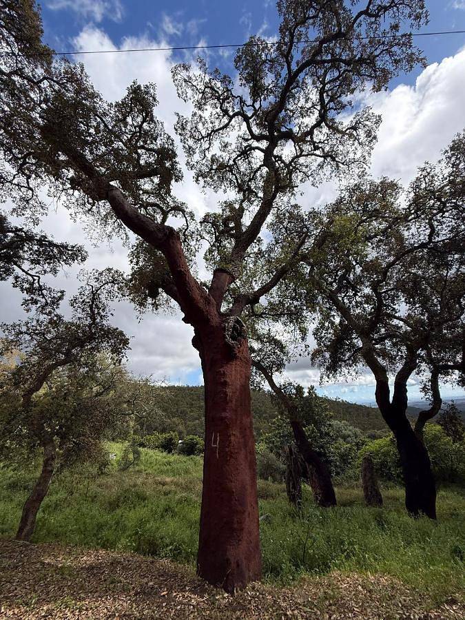 Location de vacances pour 2 personnes, avec piscine ainsi que vue et jardin, adapté aux familles à Monchique - 4