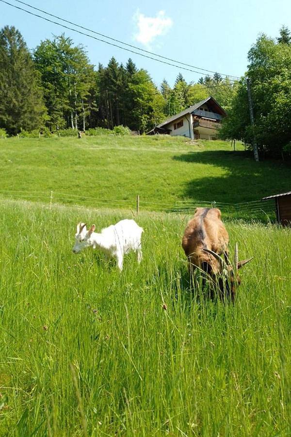 Location de vacances pour 5 personnes, avec vue et jardin à Mittlach - 4