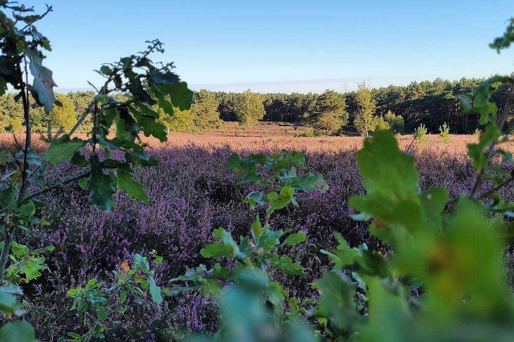Ganze Wohnung, Gemütliche Wohnung auf dem Bauernhof mit Tierblick, Garten und Natur in Kirchdorf (Niedersachsen), Landkreis Diepholz