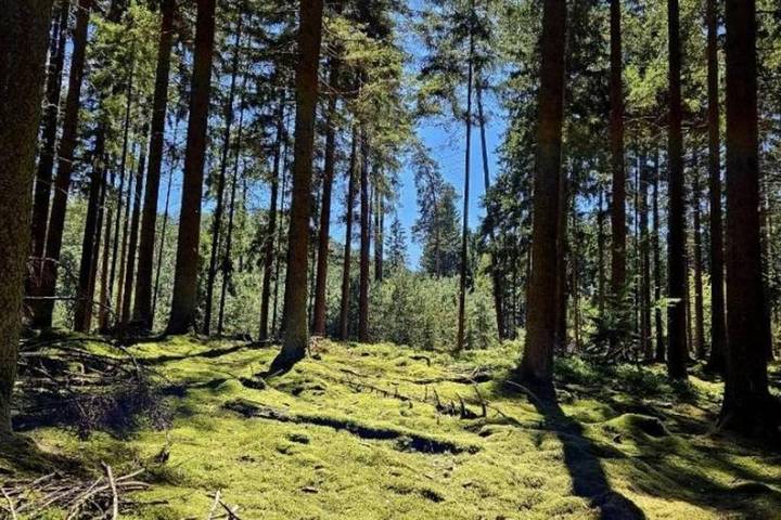 Location de vacances pour 6 personnes, avec vue ainsi que jardin et terrasse à Lembach - 3