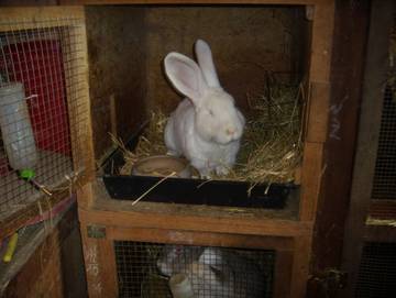 Bauernhof für 6 Personen in Sebnitz, Elbsandsteingebirge, Bild 4