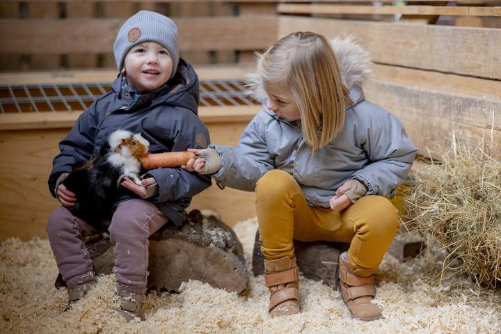 Bauernhof für 6 Personen, mit Pool und Garten sowie Sauna, mit Haustier am Mittelrhein - 3