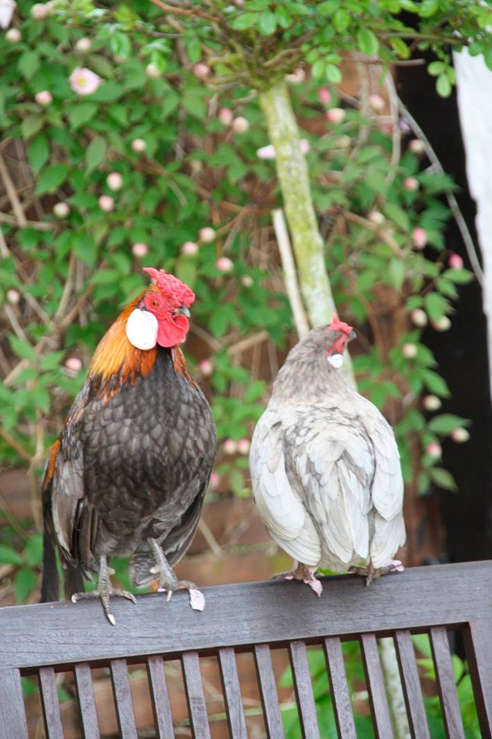 Ferienwohnung für 4 Personen, mit Garten und Terrasse in Todendorf - 4