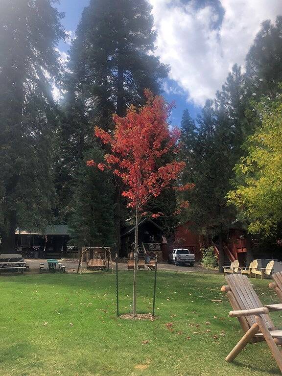 Log cabin for 6 people, with terrace in Lake Almanor
