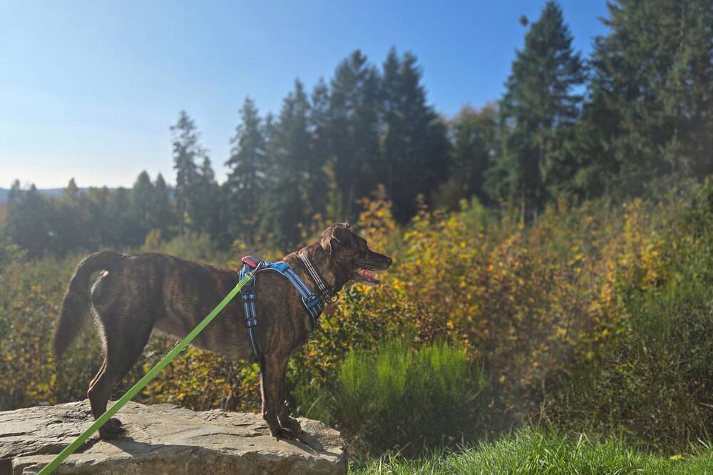 Ganze Wohnung, „Ruhiges, separates Hinterhaus – 2 Betten & Küche, 5 Min nach Frankfurt” in Bad Vilbel, Wetterau