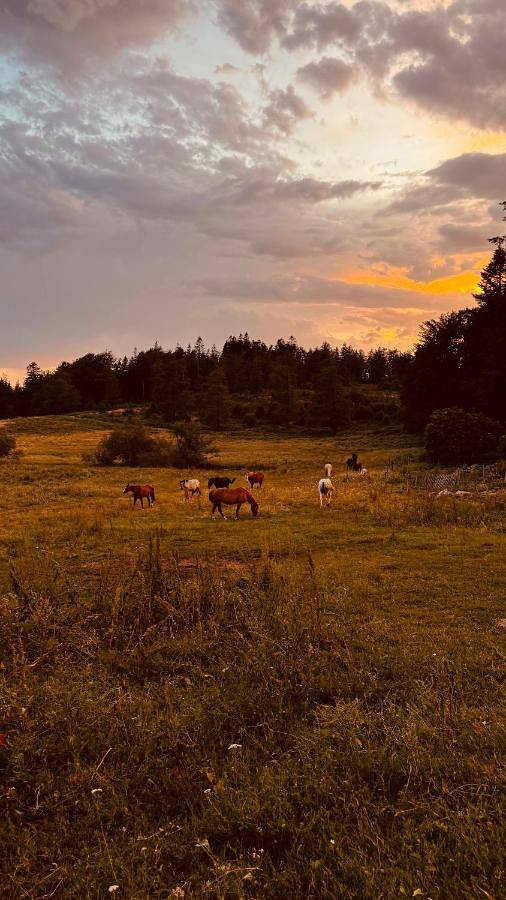 Ranch du Haut-Languedoc in La Salvetat-sur-Agout, Région de Béziers