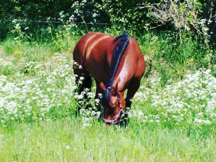 Ferienwohnung für 5 Personen, mit Garten in Haithabu - 2