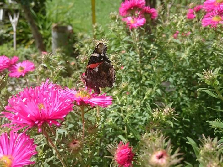 Ferienwohnung für 2 Personen, mit Garten, kinderfreundlich in Au - 3
