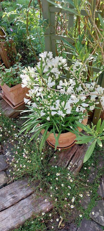 Location de vacances pour 3 personnes, avec jardin à Bolbec - 4