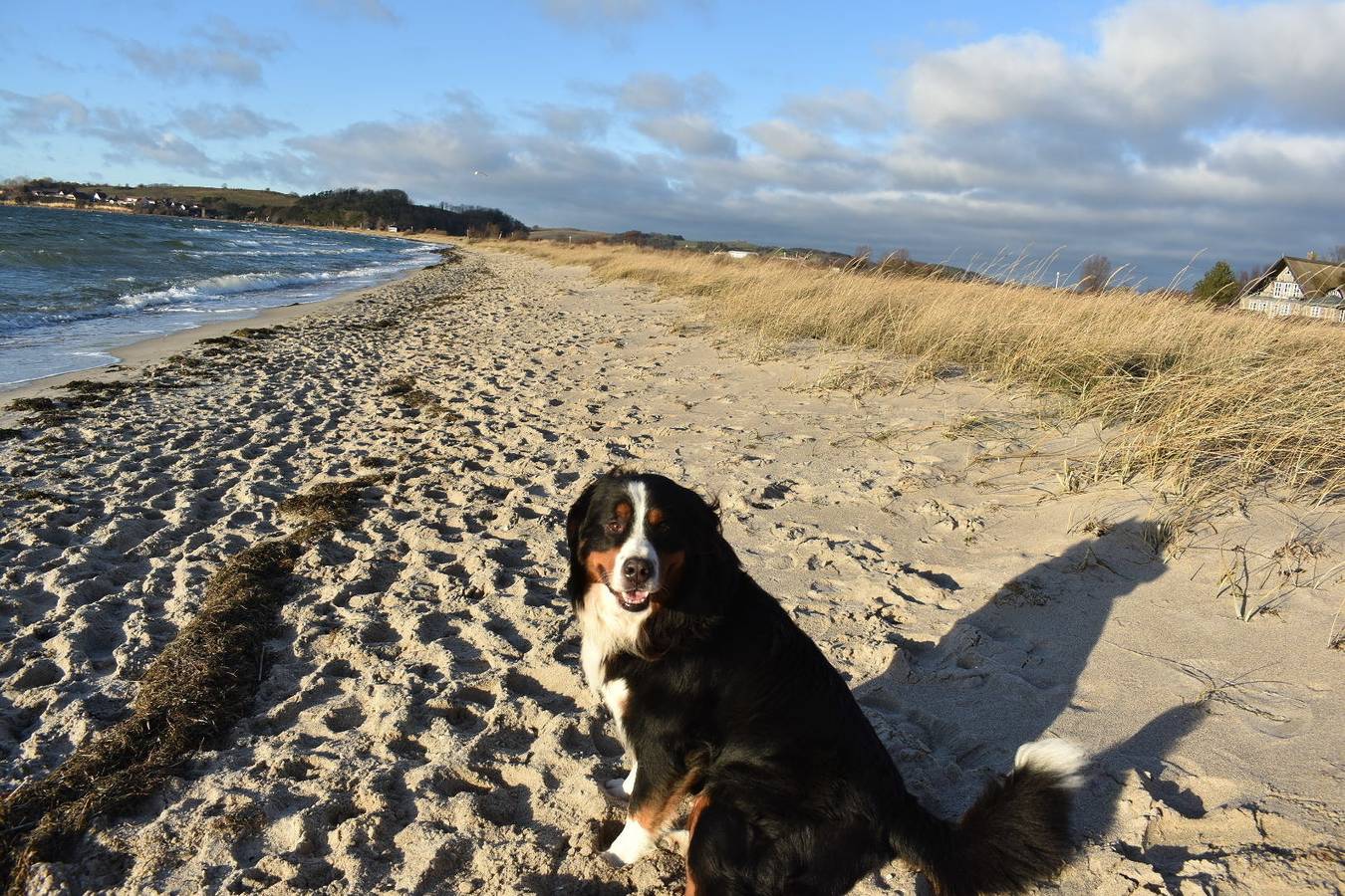 Ferienhaus Schäferhund in Klein Zicker, Mönchgut