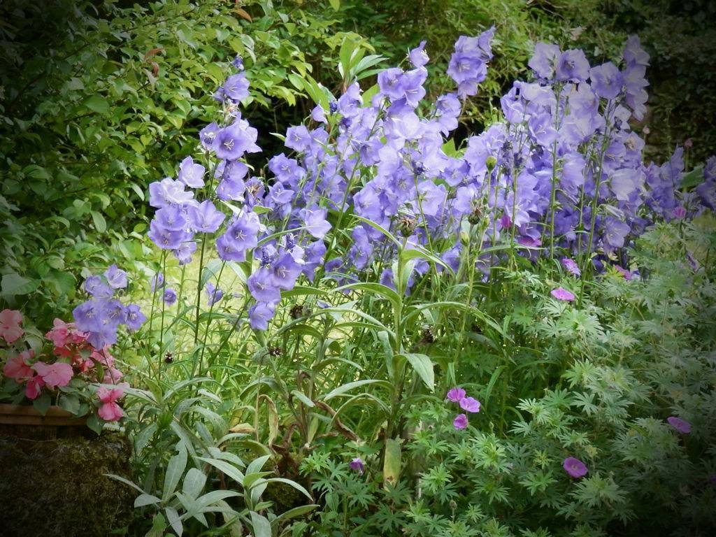 Chambre d'hôtes "Bleus-Lumière" - Bleus-Lumière in Faycelles, Massif central