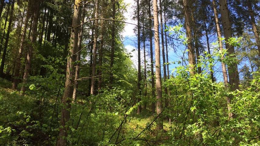 Ferienwohnung für 2 Personen, mit Terrasse im Hunsrück - 3