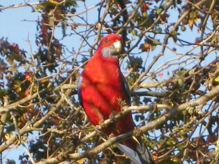 Chambre d’hôte pour 2 personnes, avec terrasse et vue dans Australie - 4