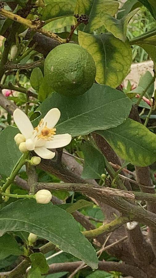 Appartamento per 8 persone, con piscina e panorama nonché giardino, con animali domestici in Terni