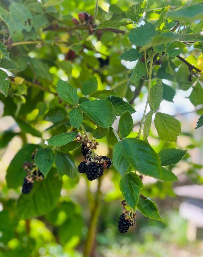 Location de vacances pour 6 personnes, avec jardin et vue à Saint-Siméon-de-Bressieux - 3