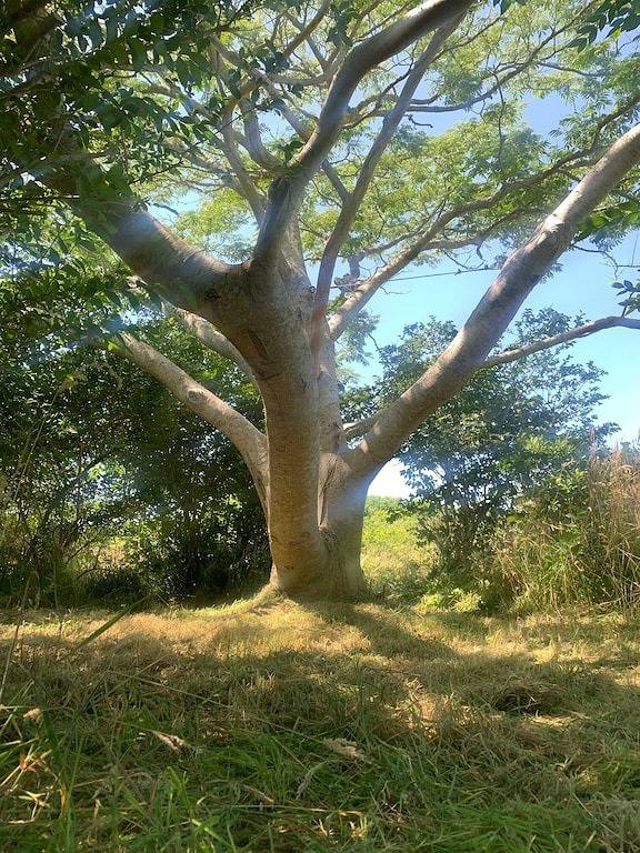 Vacation rental for 8 people, with yard and terrace in Nantucket Island
