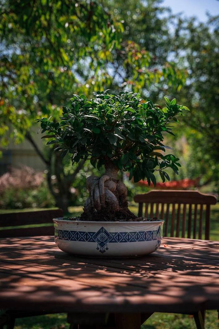 Chambre d’hôte pour 4 personnes, avec jardin dans Parc naturel régional de la Forêt d'Orient - 4
