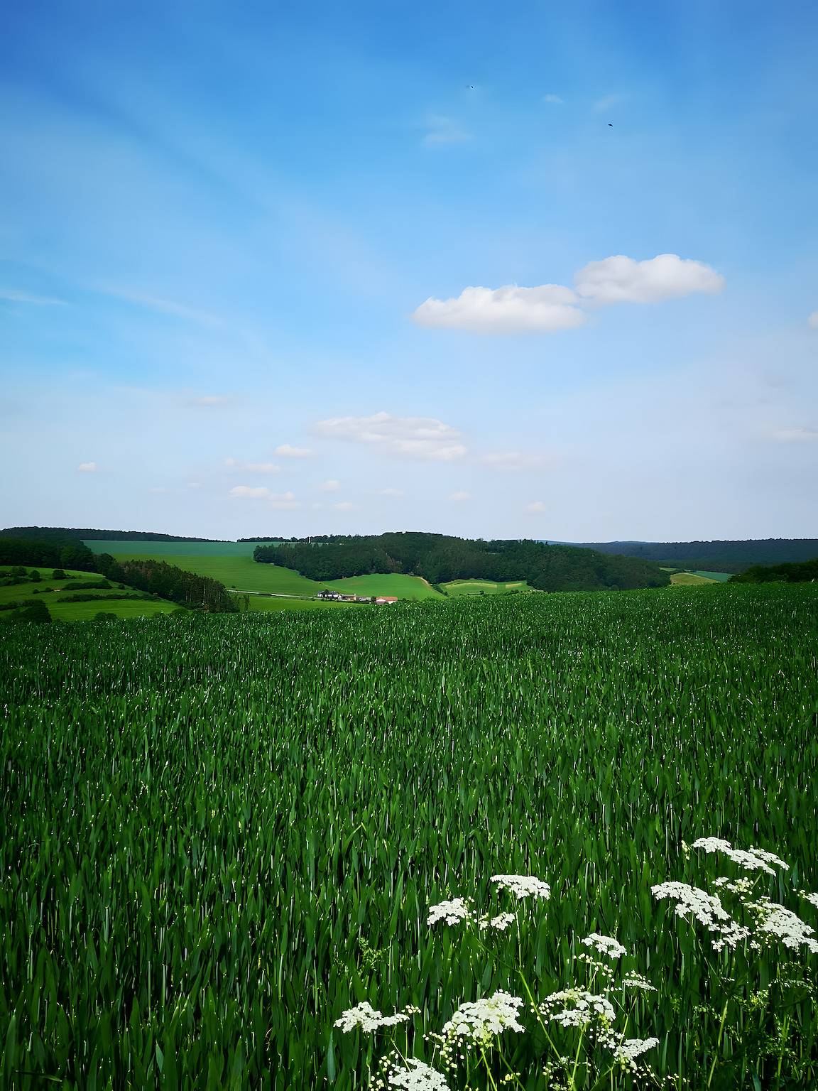Ganze Wohnung, Apartment 'Mellies' mit privater Terrasse, Garten und Wlan in Stryck, Willingen