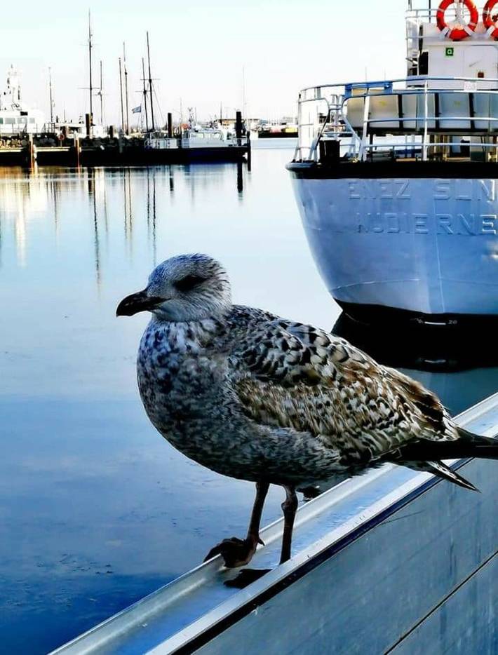 Ferienhaus für 4 Personen, mit Terrasse, mit Haustier in Heiligenhafen - 3