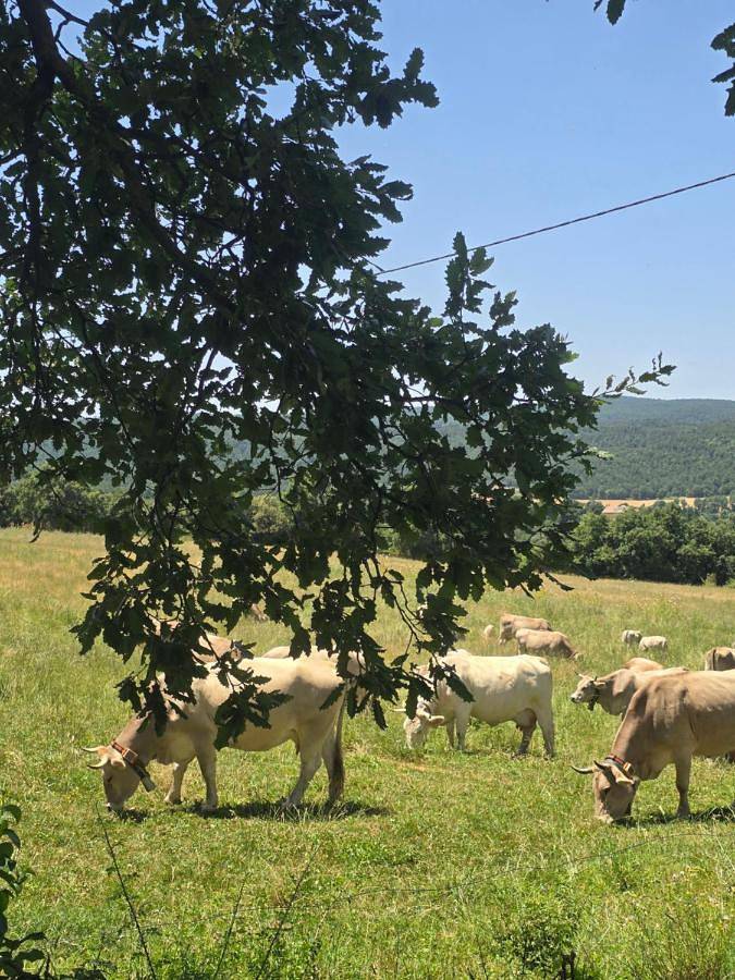 Casa rural para 5 personas, con Terraza además de Jardín y Piscina en Vilada - 3