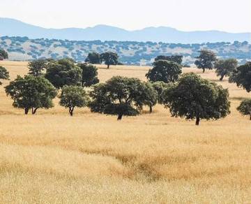 Casa Rural para 12 Personas en Fernán Caballero, Provincia de Ciudad Real, Foto 2
