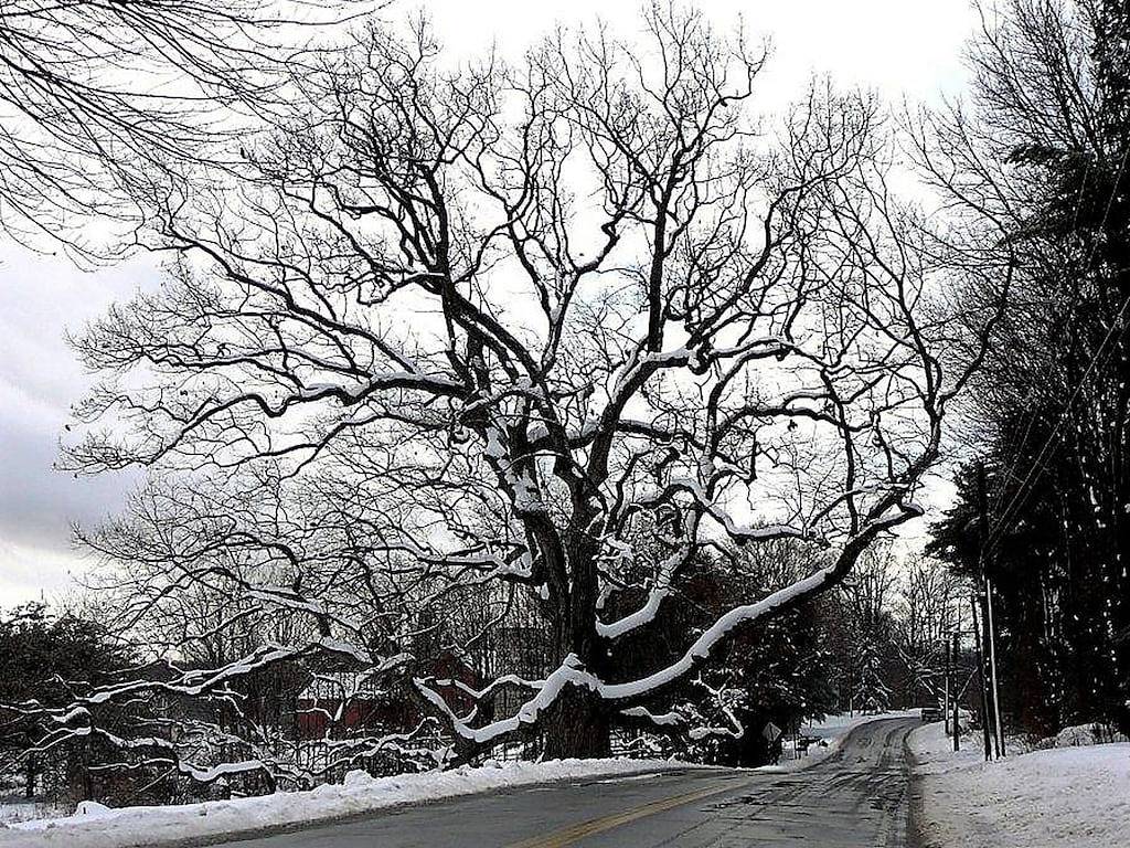The Loft @ Lost Acres ~ Eine friedliche ländliche Flucht auf einem Bauernhof Winery! in Connecticut