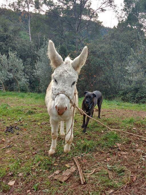 Location de vacances pour 7 personnes, avec vue ainsi que jardin et piscine, animaux acceptés à La Garriga - 3