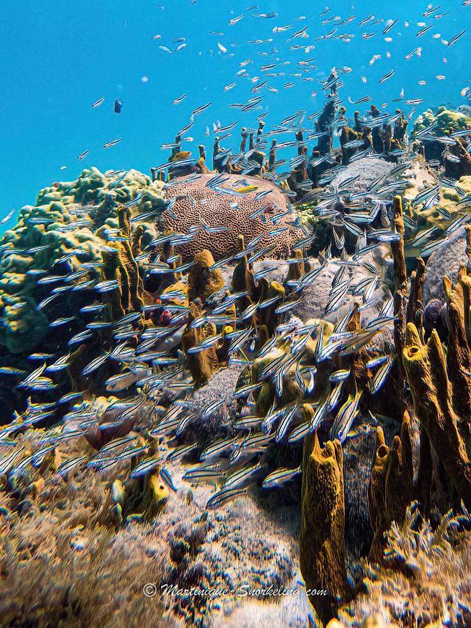 Gîte pour 4 personnes, avec vue ainsi que piscine et jardin à Rivière-Pilote - 4