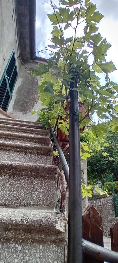 Gîte pour 6 personnes, avec vue et jardin à Campiglia d'Orcia - 4