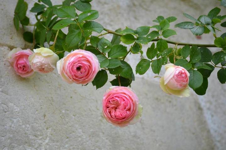 Chambre d’hôte pour 4 personnes, avec vue ainsi que piscine et jardin dans le Cher - 4