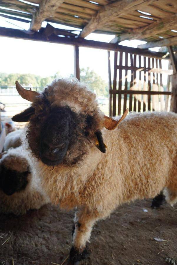 Location de vacances pour 2 personnes, avec piscine et terrasse à Champagnac-la-Rivière - 3