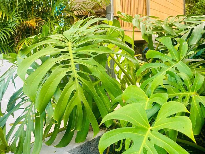 Gîte pour 4 personnes, avec piscine ainsi que vue et jardin dans Bois de Nèfles - 2