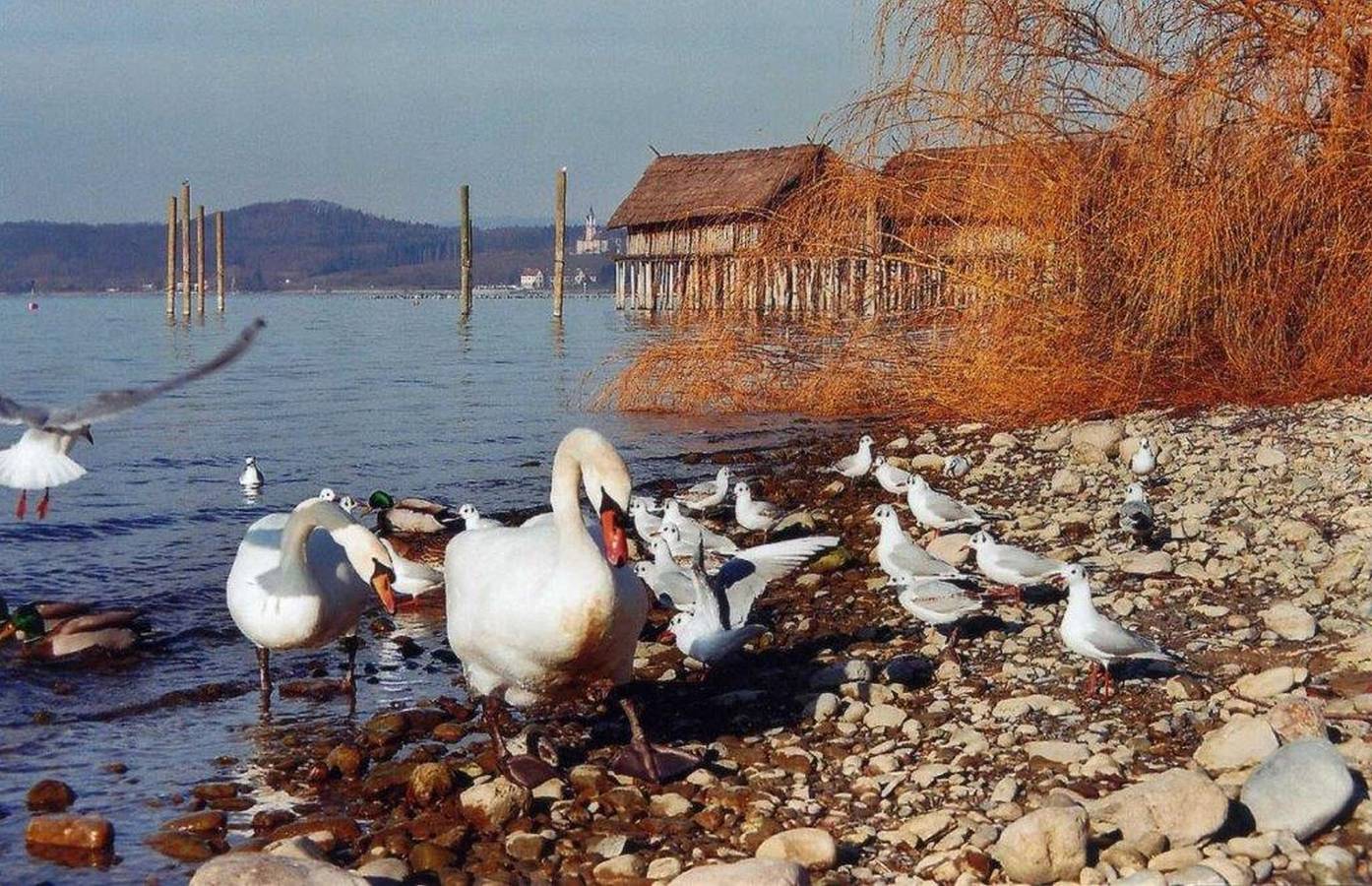 Ganze Ferienwohnung, Haus Michel - Ferienwohnung Haus Michel, 90 qm, 2 Schlafzimmer, max. 4 Personen in Oberuhldingen, Uhldingen-Mühlhofen