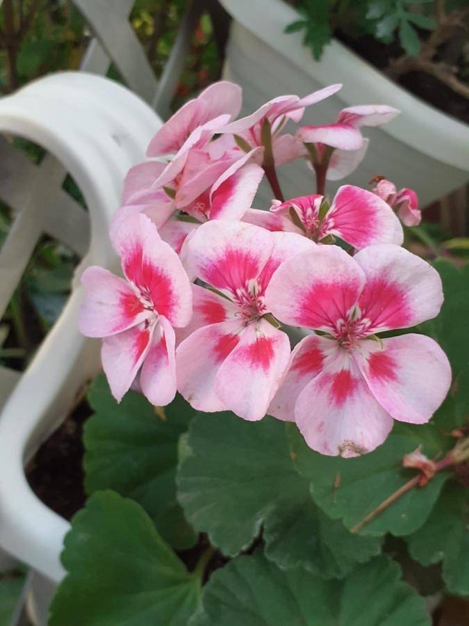 B&B für 2 Personen in Verona