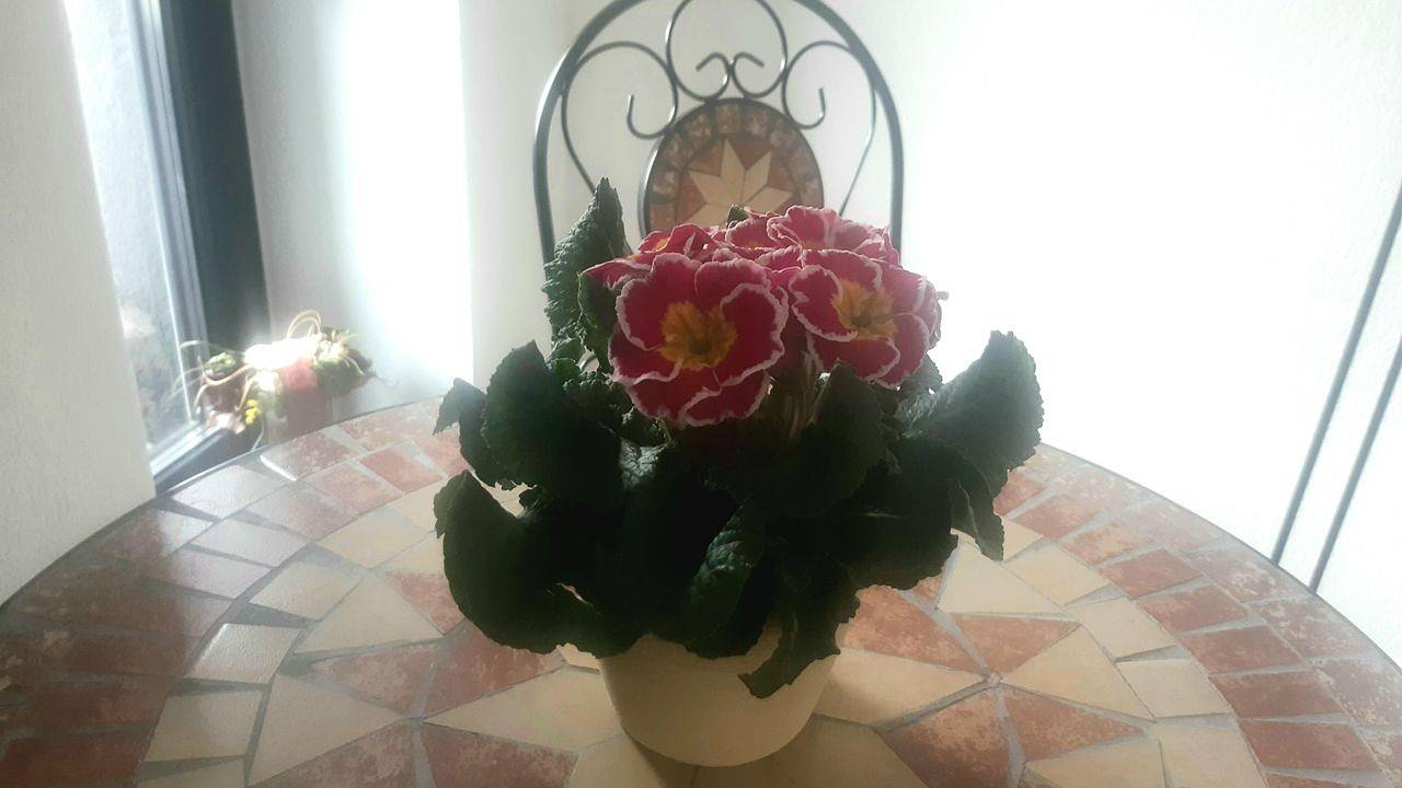 Ganze Ferienwohnung, Ferienwohnung für 2 Personen (60 m²) in Bad Wurzach in Bad Wurzach, Region Bodensee-Oberschwaben