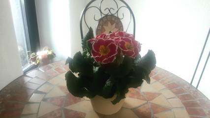 Ferienwohnung für 2 Personen in Bad Wurzach, Württembergisches Allgäu, Bild 4