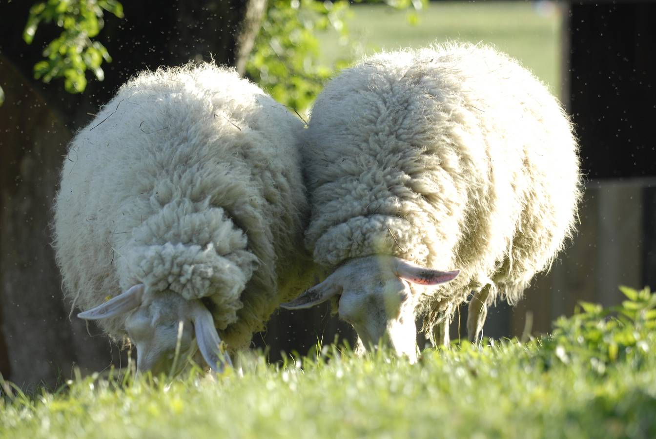 Apartamento de férias inteiro, Ferienwohnung am Schmiedhof - Ferienwohnung für 6 Personen 80 qm in Amerang, Rosenheim (distrito)