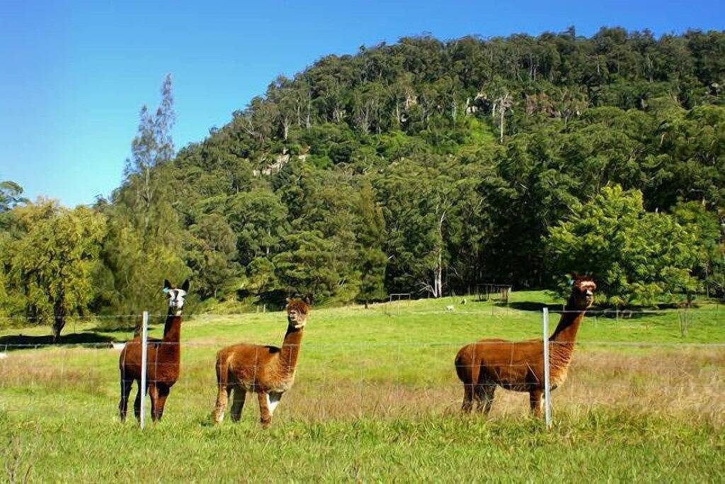 Die Himmel - Aurora und Inanna in Barrengarry, New South Wales