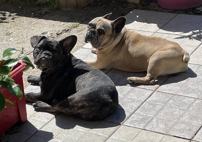 Location de vacances pour 2 personnes, avec jardin ainsi que balcon et piscine à Lombers - 3