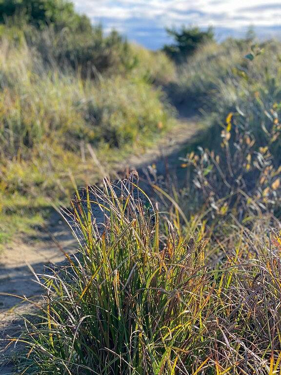 Cozy Chalet in Ocean Shores located within steps from the beach in Ocean Shores Beach, Ocean Shores