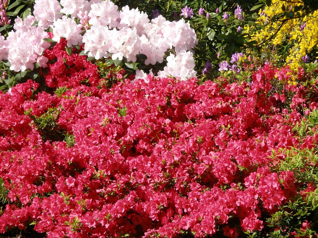 Chambre d’hôtes « Les Hortensias » avec terrasse partagée, jardin privé et Wi-Fi in Perros-Guirec, Côte de Granit Rose