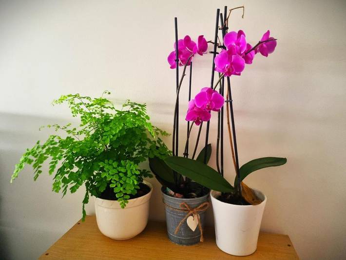 Gîte pour 2 personnes, avec vue et jardin à Sartrouville - 4