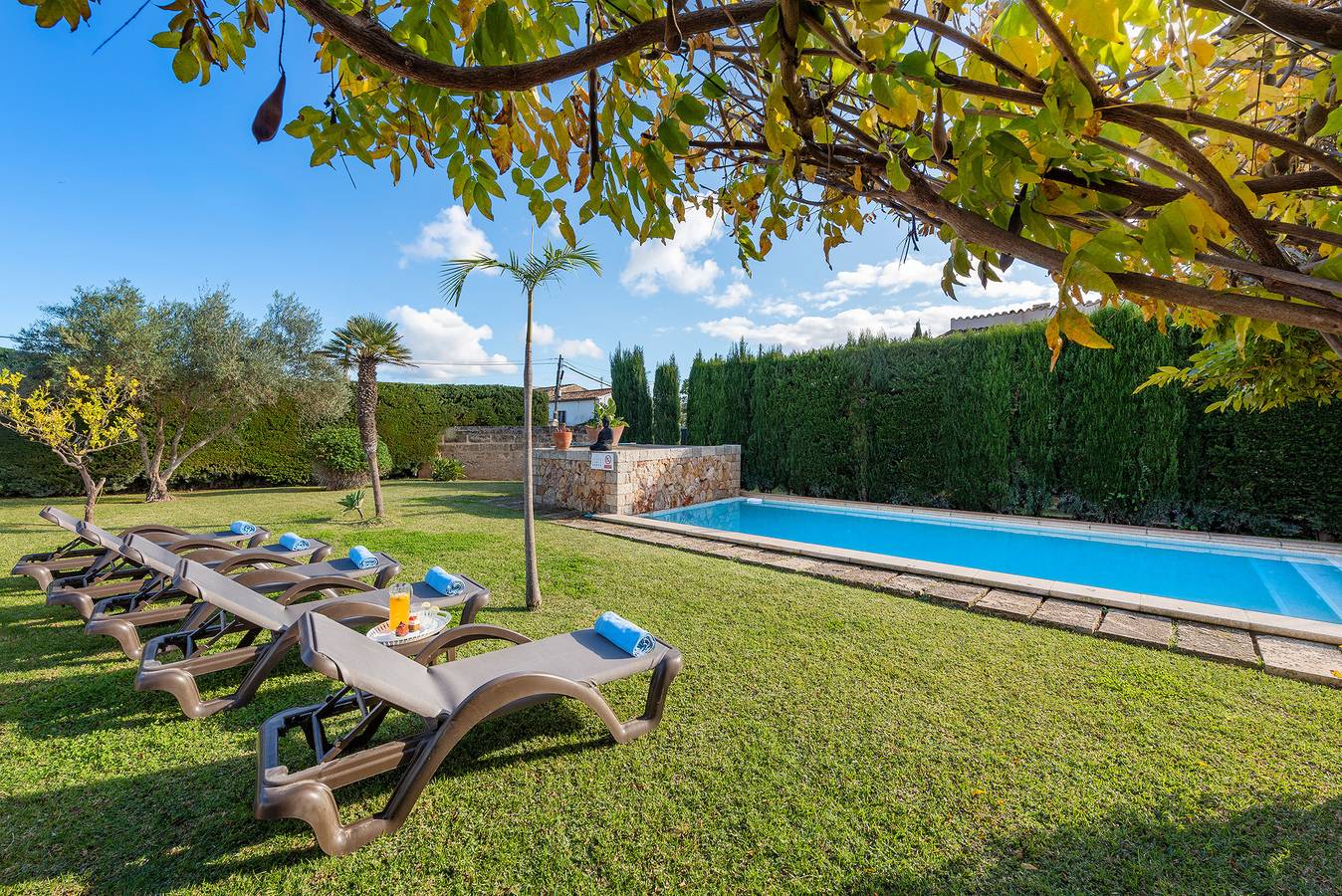 Maronja ref: Vp31 in Torrent de la Vall d'en Marc, Pollença