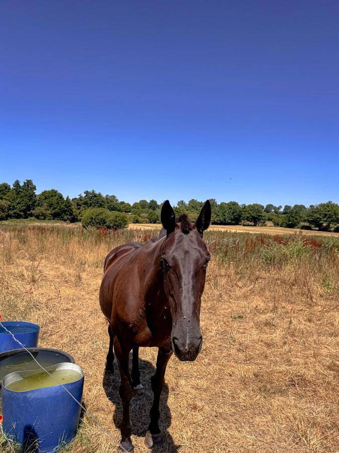 Location de vacances pour 5 personnes, avec terrasse à Montravers - 2