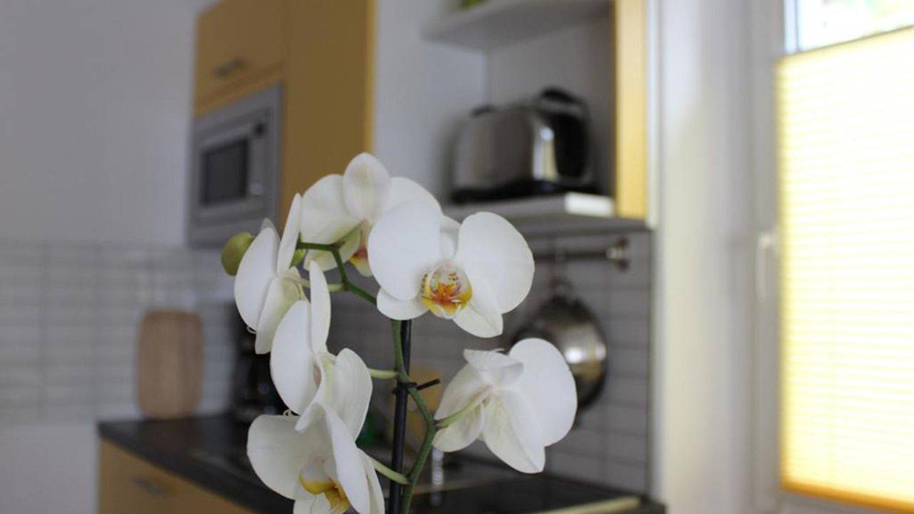 Ganze Ferienwohnung, Ferienwohnung für 2 Personen (35 m²) in Dresden in Laubegast, Dresden