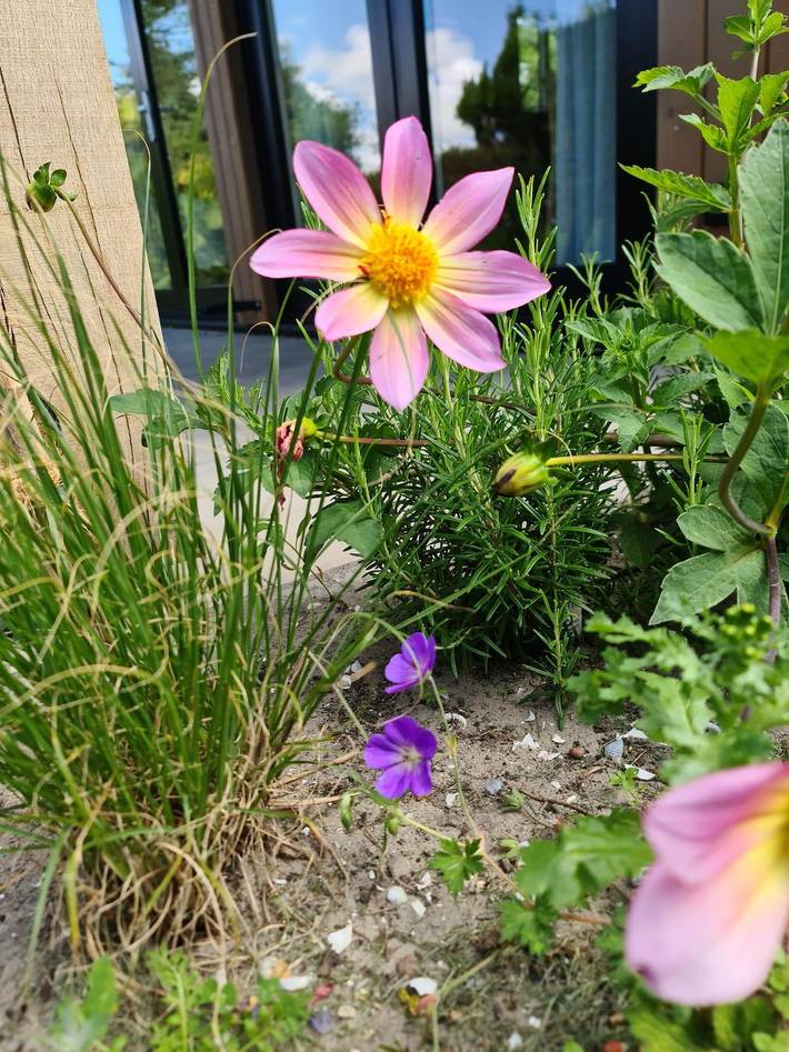 Lodge für 6 Personen, mit Terrasse und Garten in Holländische Küste - 3